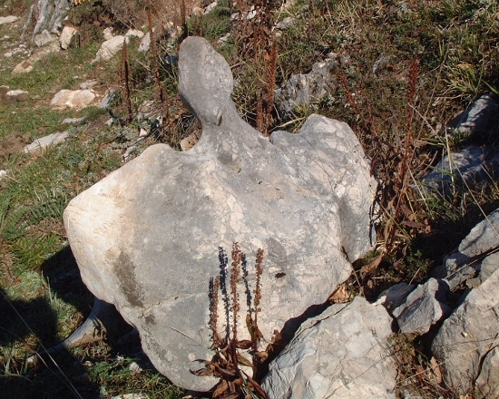 Sculture naturali